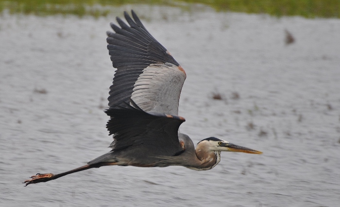 great blue in flight